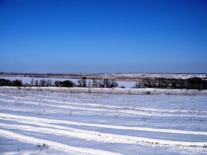 Животные и растения зоны степей России