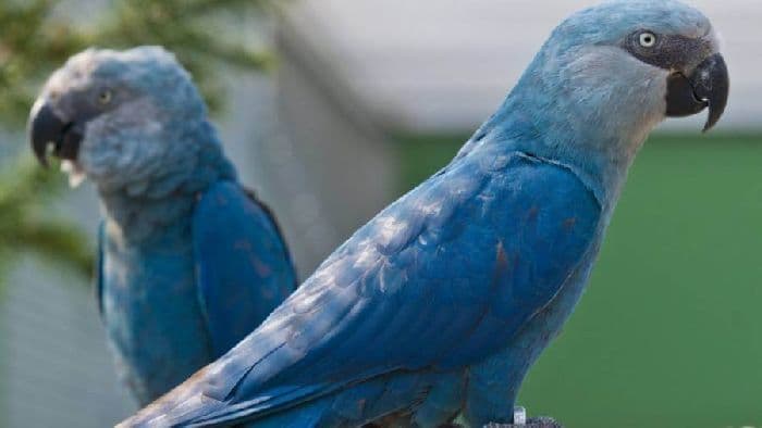 Животные из красной книги &ndash; описание зверей России списком (сообщение 4 класс)