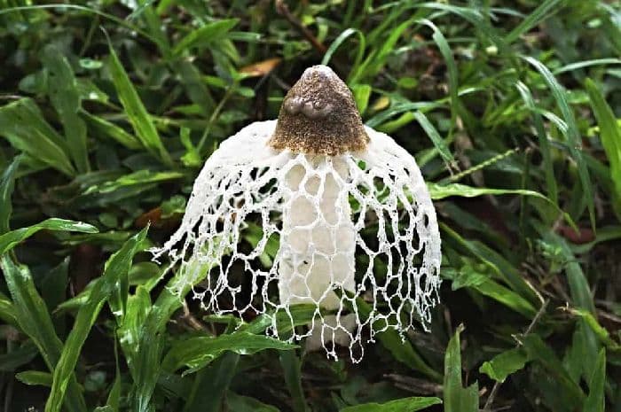 Животные из красной книги &ndash; описание зверей России списком (сообщение 4 класс)