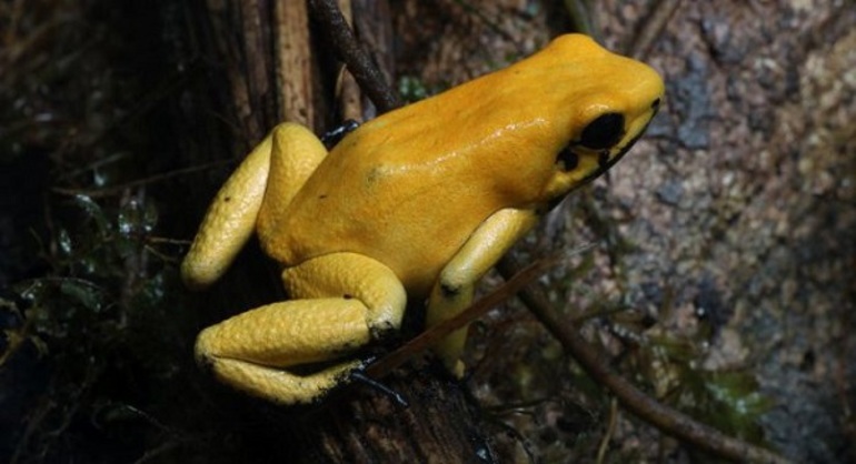 Животные Южной Америки &mdash; кратко о представителях фауны материка