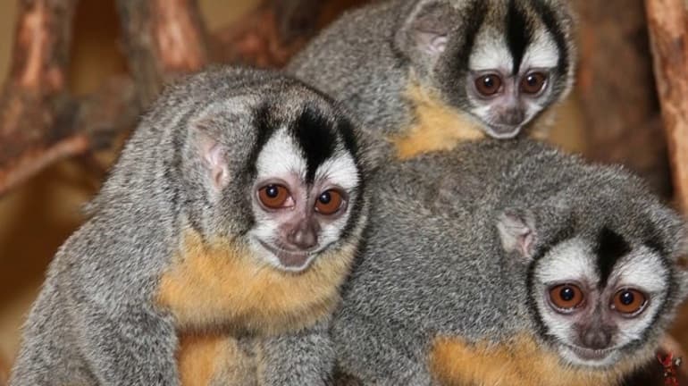 Животные Южной Америки &mdash; кратко о представителях фауны материка