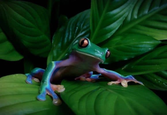 Животные Южной Америки &ndash; сообщение, кто из животного и растительного мира обитает