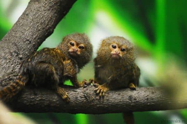 Животные Южной Америки &ndash; сообщение, кто из животного и растительного мира обитает