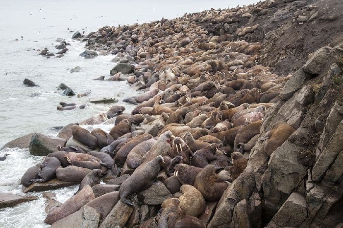 Животные пустыни России, кратко о животном мире