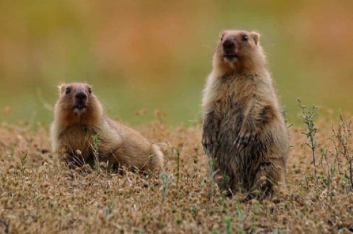 Животные пустыни России, кратко о животном мире