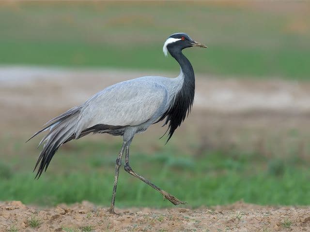 Животные пустыни России, кратко о животном мире