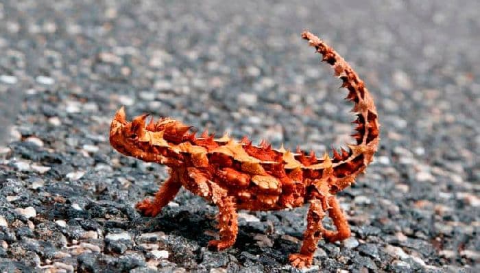 Животные пустыни &ndash; зоны животного мира, типичные обитатели для сообщения