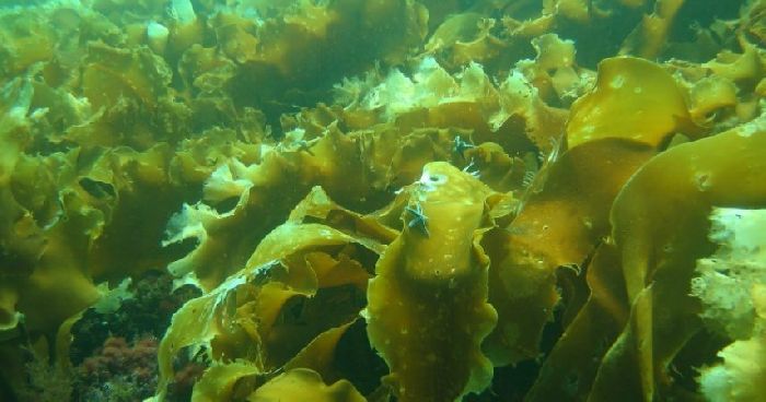 Животные Северного Ледовитого океана &ndash; список обитателей кратко для доклада или сообщения, 5 класс