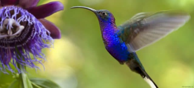 Животные Северной Америки &ndash; какие представители обитают, эндемики