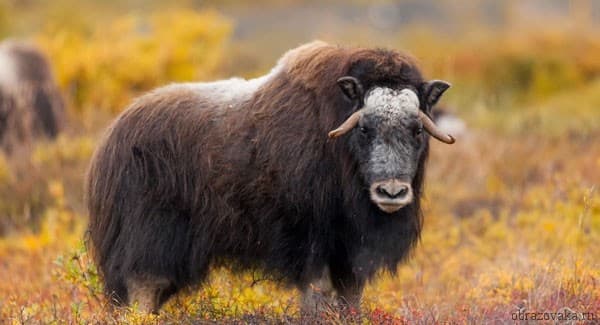 Животные Северной Америки &ndash; какие представители обитают, эндемики