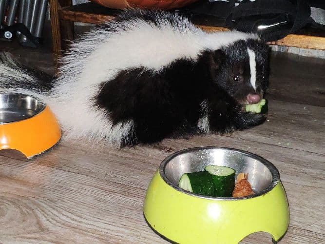 Животные Северной Америки – список животных и фауны (4 класс, окружающий мир)