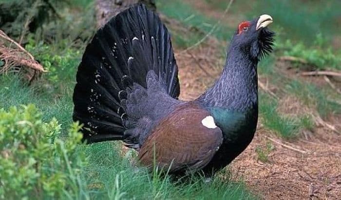 Животные тайги в России &ndash; кто водится из фауны