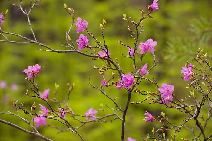 Животные тайги в России &ndash; кто водится из фауны