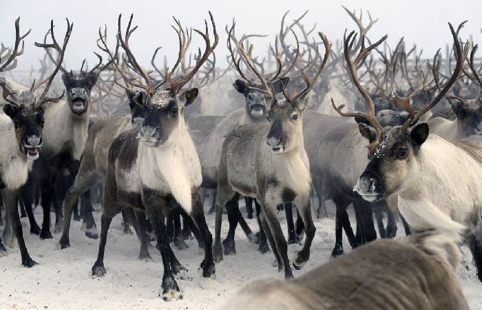 Животные тундры – список кратко для доклада или сообщения (3 класс, окружающий мир)