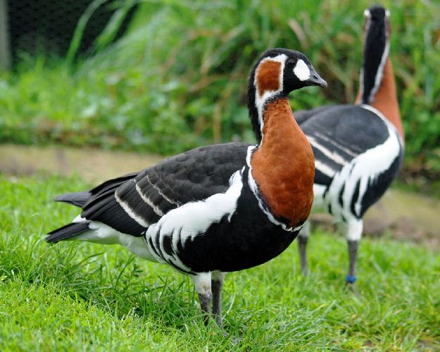 Животные тундры занесенные в Красную Книгу &ndash; список редких животных из тундры для сообщения (4 класс, окружающий мир)