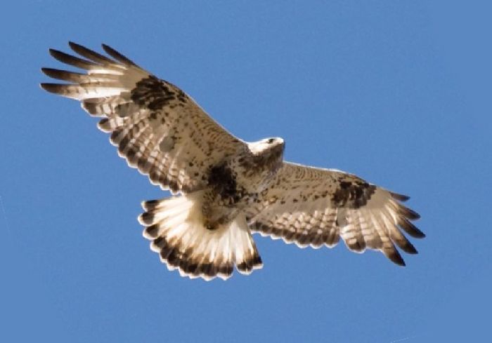 Животные тундры занесенные в Красную Книгу &ndash; список редких животных из тундры для сообщения (4 класс, окружающий мир)