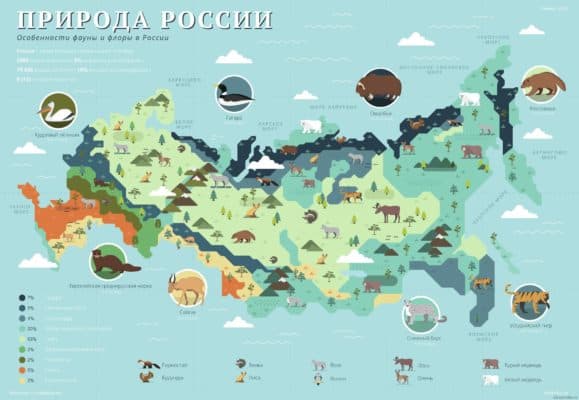 Животный мир природных зон России, растения и животные