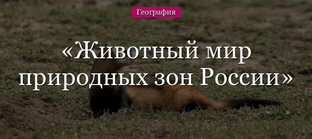Животный мир природных зон России, растения и животные