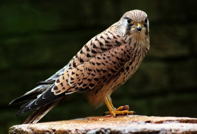 Жизнь луга – кратко для доклада (4 класс, окружающий мир)