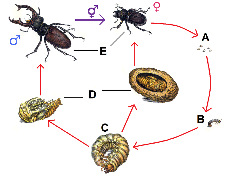 Жук-олень &mdash; описание, среда обитания и фото насекомого