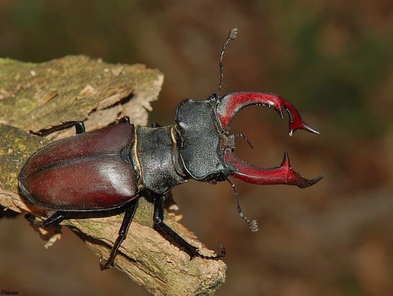 Жук-олень &mdash; описание, среда обитания и фото насекомого