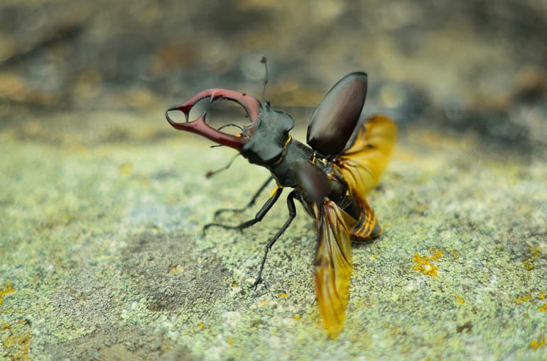 Жук-олень &mdash; описание, среда обитания и фото насекомого