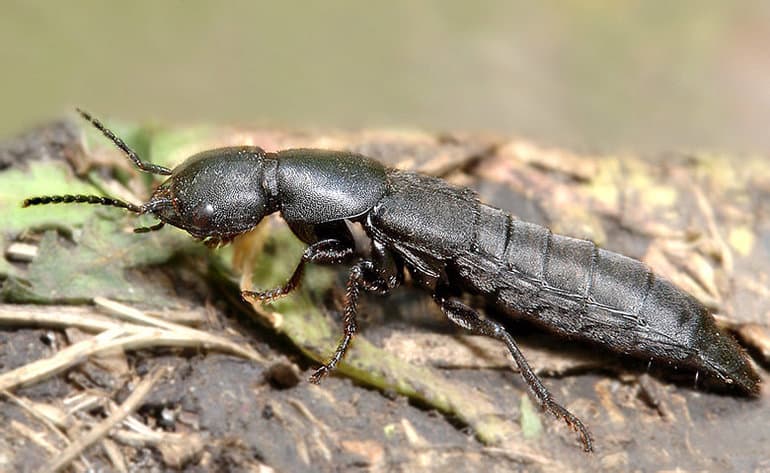 Жуки &mdash; общая характеристика и разновидности насекомых