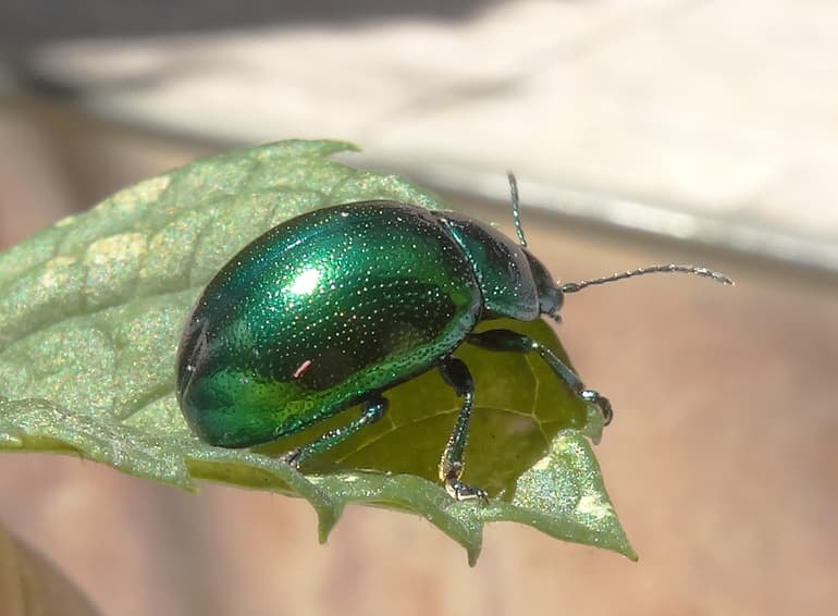 Жуки &mdash; общая характеристика и разновидности насекомых