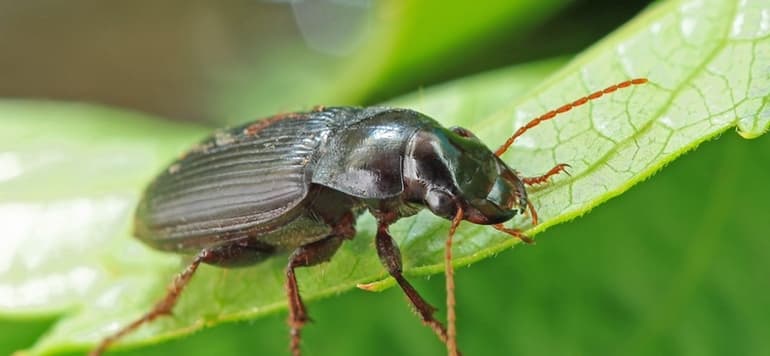 Жуки &mdash; общая характеристика и разновидности насекомых