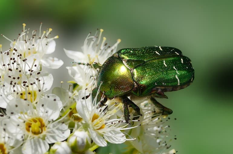 Жуки &mdash; общая характеристика и разновидности насекомых
