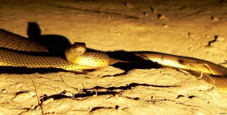 &laquo;Золотой горшок&raquo; &mdash; краткое содержание сказки Э. Гофмана