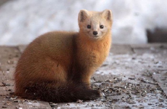 Зона лесов (4 класс, окружающий мир)