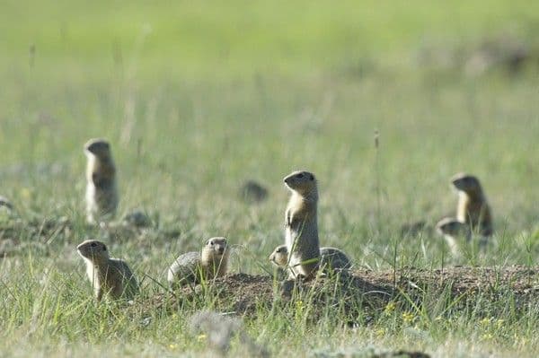 Зона степей (4 класс, окружающий мир)