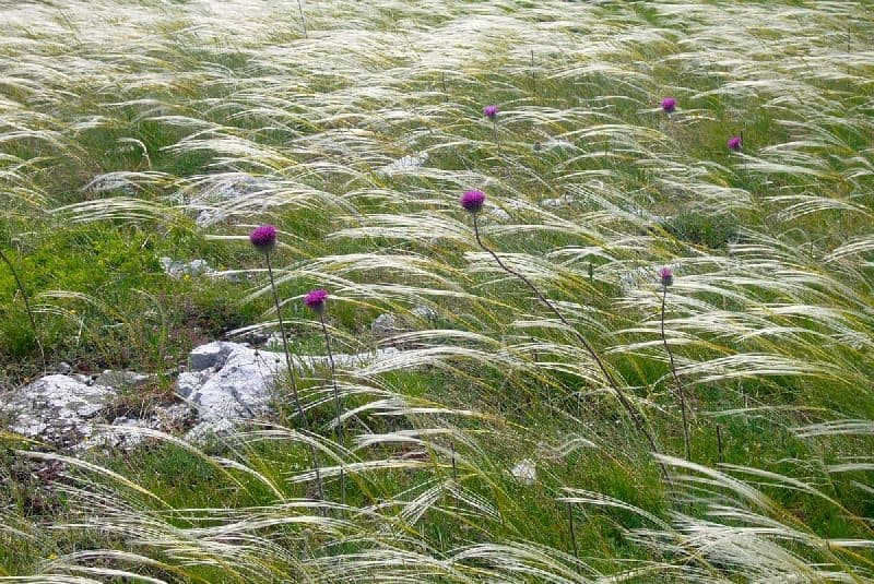 Зона степей (4 класс, окружающий мир)