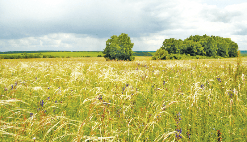 Зона степей — особенности климата, флоры, фауны